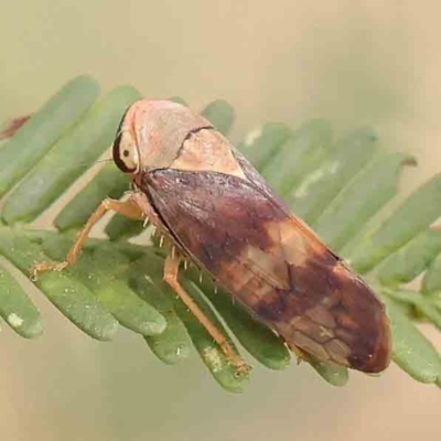 Brunotartessus fulvus (Yellow-headed Leafhopper) at O'Connor, ACT - 18 Mar 2024 by ConBoekel