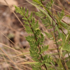 Cheilanthes sieberi subsp. sieberi (Narrow Rock Fern) at O'Connor, ACT - 18 Mar 2024 by ConBoekel