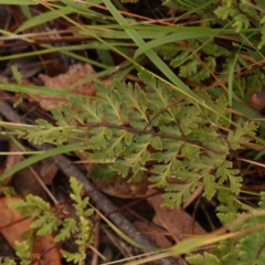 Cheilanthes sieberi subsp. sieberi at Bruce Ridge - 18 Mar 2024