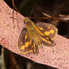 Ocybadistes walkeri (Green Grass-dart) at O'Connor, ACT - 18 Mar 2024 by ConBoekel