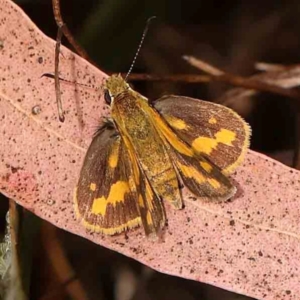 Ocybadistes walkeri at Bruce Ridge - 18 Mar 2024