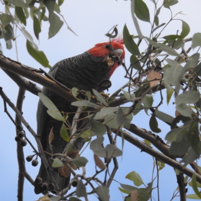 Callocephalon fimbriatum (Gang-gang Cockatoo) at Stirling, ACT - 16 Mar 2024 by HelenCross