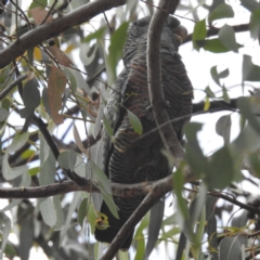 Callocephalon fimbriatum at Stirling, ACT - 16 Mar 2024