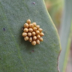 Unidentified Insect at Kambah, ACT - 16 Mar 2024 by HelenCross