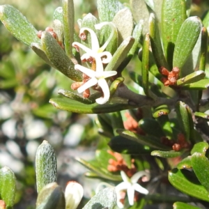 Grevillea australis at Kosciuszko National Park - 19 Mar 2024