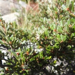 Grevillea australis at Kosciuszko National Park - 19 Mar 2024