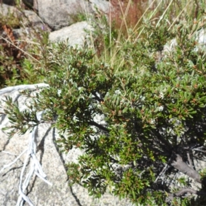 Grevillea australis at Kosciuszko National Park - 19 Mar 2024