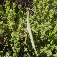 Acrida conica (Giant green slantface) at Kosciuszko National Park - 19 Mar 2024 by HelenCross