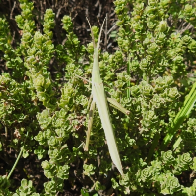 Acrida conica (Giant green slantface) at Geehi, NSW - 19 Mar 2024 by HelenCross