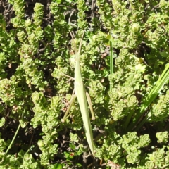 Acrida conica at Kosciuszko National Park - 19 Mar 2024