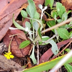 Goodenia hederacea subsp. hederacea (Ivy Goodenia, Forest Goodenia) at Gungaderra Grasslands - 19 Mar 2024 by WalkYonder