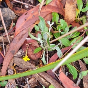 Goodenia hederacea subsp. hederacea at Gungaderra Grasslands - 20 Mar 2024
