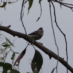 Stizoptera bichenovii (Double-barred Finch) at Hall, ACT - 20 Mar 2024 by Anna123