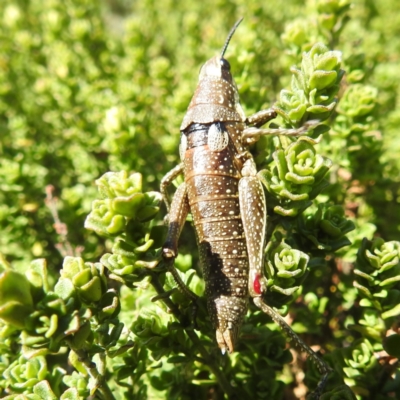 Monistria concinna (Southern Pyrgomorph) at Kosciuszko National Park - 19 Mar 2024 by HelenCross