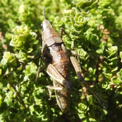 Monistria concinna at Kosciuszko National Park - 19 Mar 2024