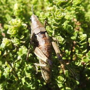 Monistria concinna at Kosciuszko National Park - 19 Mar 2024