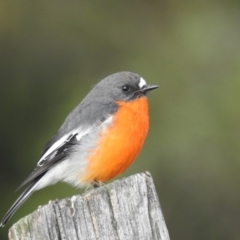 Petroica phoenicea (Flame Robin) at Smiggin Holes, NSW - 19 Mar 2024 by HelenCross