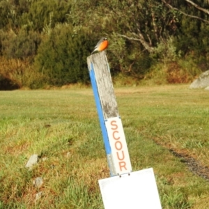 Petroica phoenicea at Kosciuszko National Park - 20 Mar 2024