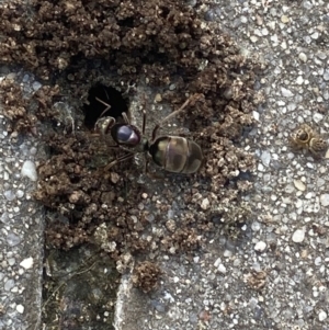 Iridomyrmex purpureus at Theodore, ACT - 20 Mar 2024