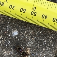 Iridomyrmex purpureus at Theodore, ACT - 20 Mar 2024