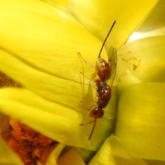 Megastigmus sp. (genus) (Parasitic wasp) at Acton, ACT - 20 Mar 2024 by HelenCross