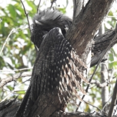 Podargus strigoides (Tawny Frogmouth) at Acton, ACT - 20 Mar 2024 by HelenCross