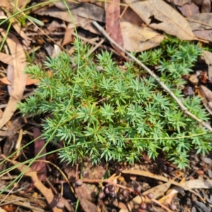 Styphelia humifusum at Gungaderra Grasslands - 20 Mar 2024 10:07 AM