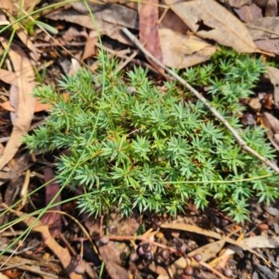 Styphelia humifusum (Cranberry Heath) at Gungaderra Grasslands - 19 Mar 2024 by WalkYonder