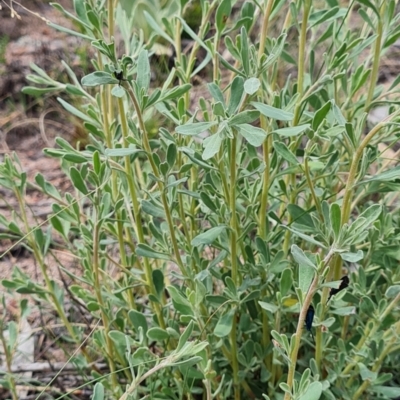 Hibbertia obtusifolia (Grey Guinea-flower) at O'Malley, ACT - 22 Feb 2024 by WalkYonder