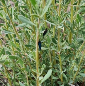 Hibbertia obtusifolia at Scrivener Hill - 22 Feb 2024