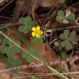 Oxalis sp. at Bruce Ridge - 18 Mar 2024