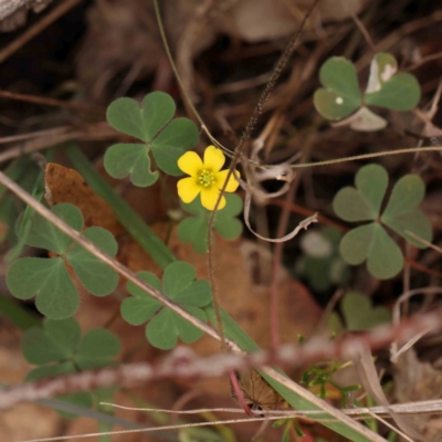 Oxalis sp. (Wood Sorrel) at O'Connor, ACT - 18 Mar 2024 by ConBoekel