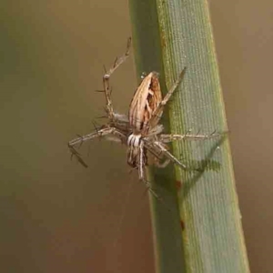 Oxyopes sp. (genus) at Bruce Ridge - 18 Mar 2024