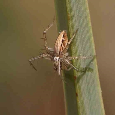 Oxyopes sp. (genus) (Lynx spider) at O'Connor, ACT - 18 Mar 2024 by ConBoekel