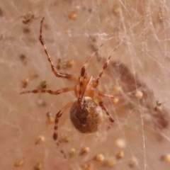 Cryptachaea veruculata (Diamondback comb-footed spider) at O'Connor, ACT - 18 Mar 2024 by ConBoekel