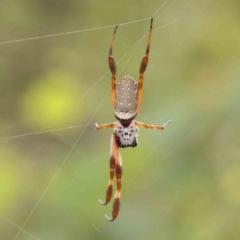 Trichonephila edulis (Golden orb weaver) at O'Connor, ACT - 18 Mar 2024 by ConBoekel