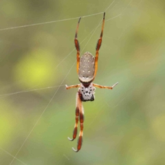 Trichonephila edulis (Golden orb weaver) at Bruce Ridge - 18 Mar 2024 by ConBoekel