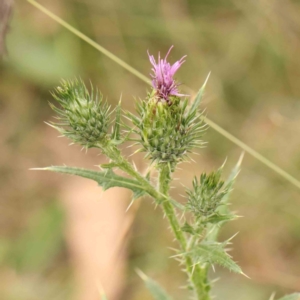 Cirsium vulgare at Bruce Ridge - 18 Mar 2024