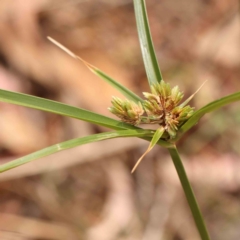 Cyperus eragrostis (Umbrella Sedge) at Bruce Ridge - 18 Mar 2024 by ConBoekel