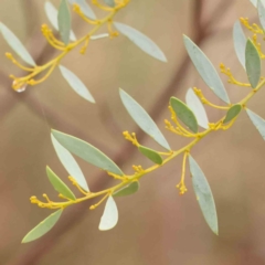 Acacia buxifolia subsp. buxifolia (Box-leaf Wattle) at O'Connor, ACT - 18 Mar 2024 by ConBoekel