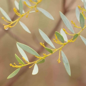 Acacia buxifolia subsp. buxifolia at Bruce Ridge - 18 Mar 2024 01:33 PM