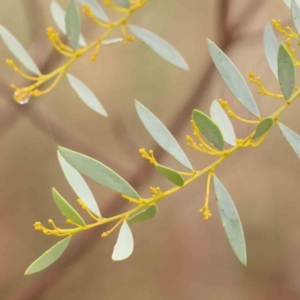 Acacia buxifolia subsp. buxifolia at Bruce Ridge - 18 Mar 2024