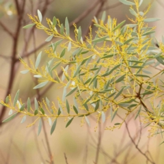 Acacia buxifolia subsp. buxifolia at Bruce Ridge - 18 Mar 2024