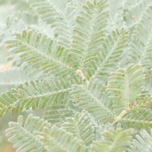 Acacia baileyana at Bruce Ridge - 18 Mar 2024