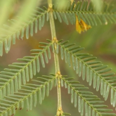 Acacia parramattensis (Parramatta Green Wattle) at O'Connor, ACT - 18 Mar 2024 by ConBoekel