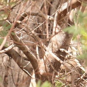 Acacia parramattensis at Bruce Ridge - 18 Mar 2024