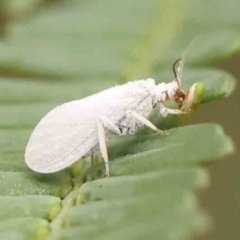 Coniopteryx (Xeroconiopteryx) maculithorax (A dusty lacewing) at O'Connor, ACT - 18 Mar 2024 by ConBoekel