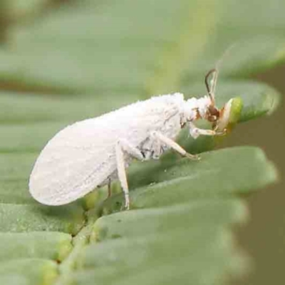 Coniopteryx (Xeroconiopteryx) maculithorax (A dusty lacewing) at Bruce Ridge - 18 Mar 2024 by ConBoekel