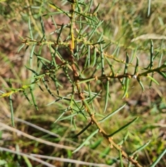 Acacia genistifolia (Early Wattle) at Crace, ACT - 19 Mar 2024 by WalkYonder