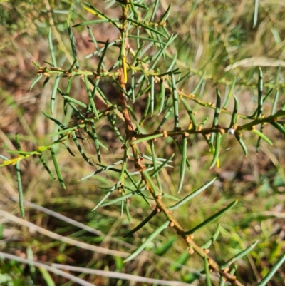 Acacia genistifolia (Early Wattle) at Crace, ACT - 19 Mar 2024 by WalkYonder